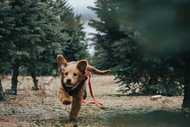 The Perfect Combination: Window Blinds and Pet Photography